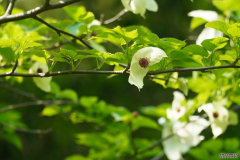 杭州植物园仅有的10株珙桐如“白鸽”盛放 被誉为植物界的“大熊猫”